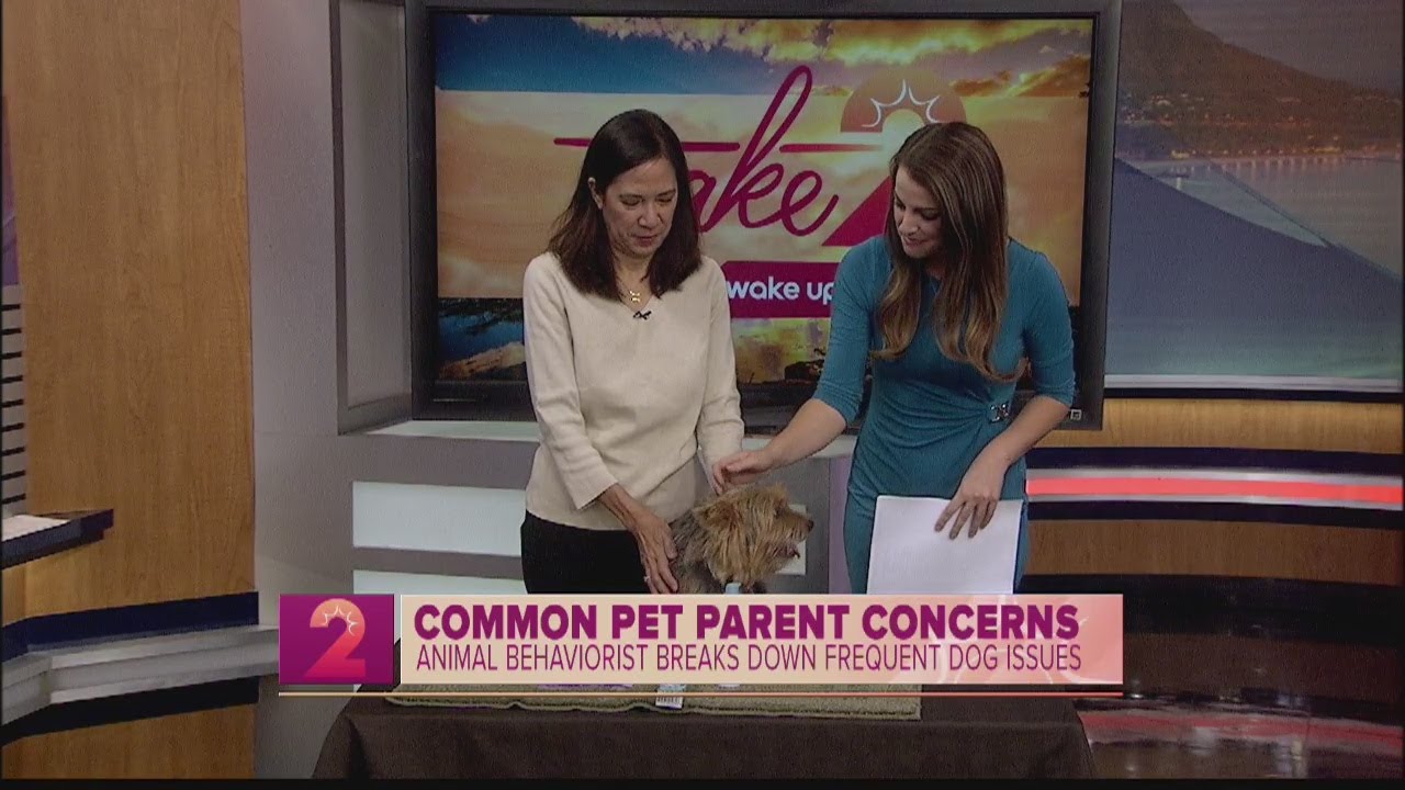 Pet Posse: Common Pet Concerns