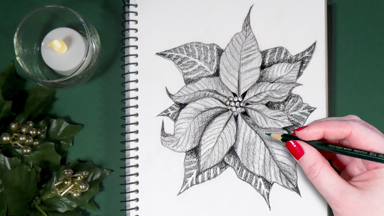How I Draw Realistic Poinsettia Christmas Flowers