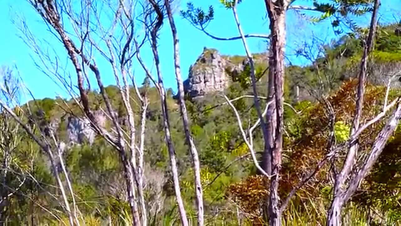 Gold Stamper Battery Hidden in Bush