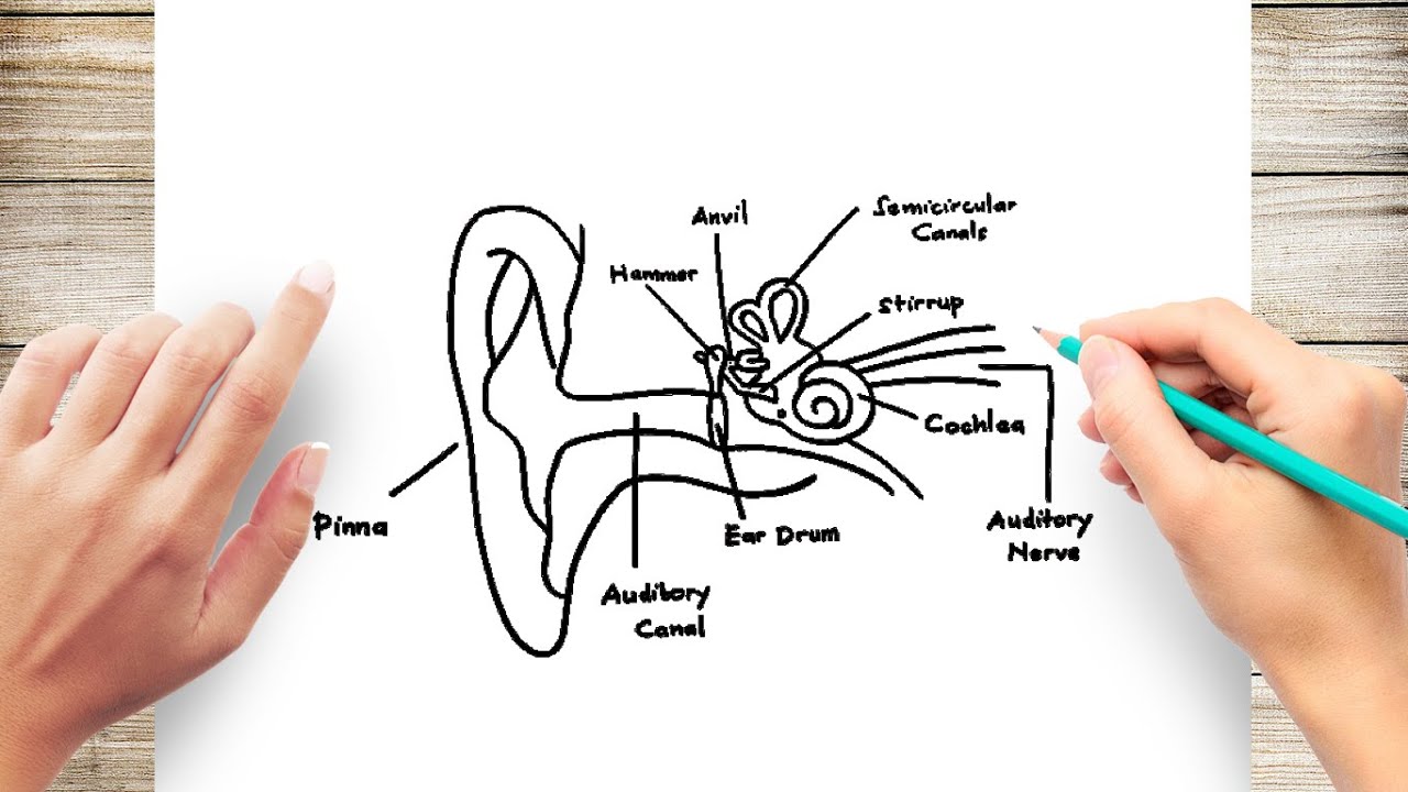 How to Draw Human Ear Diagram With Labelling #HumanEar