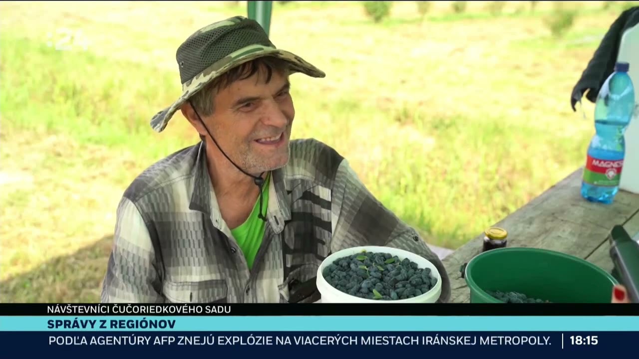 Čučoriedky Svinná, STVR reportaz 16.6.2025