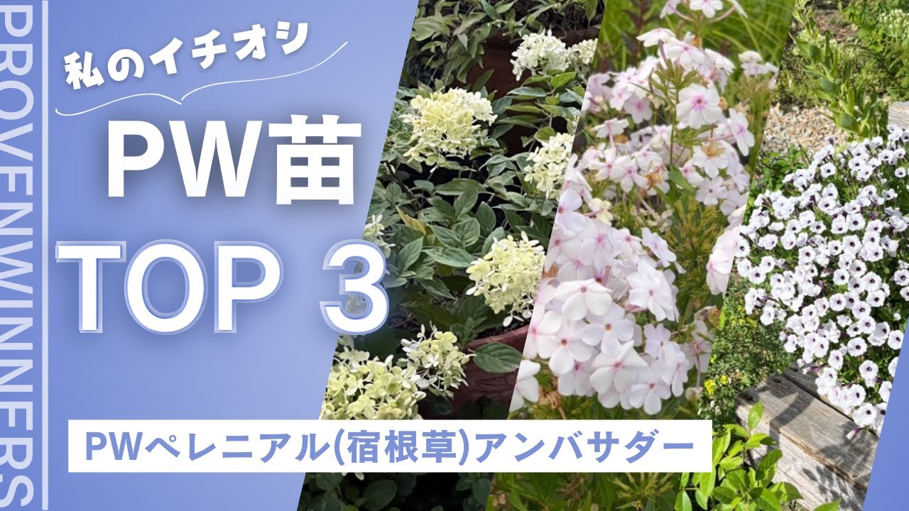 《2024年イチオシＰＷ苗 ＴＯＰ３》2023PWペレニアルアンバサダー４品種／ルドベキア／カンパニュラ／ネペタ