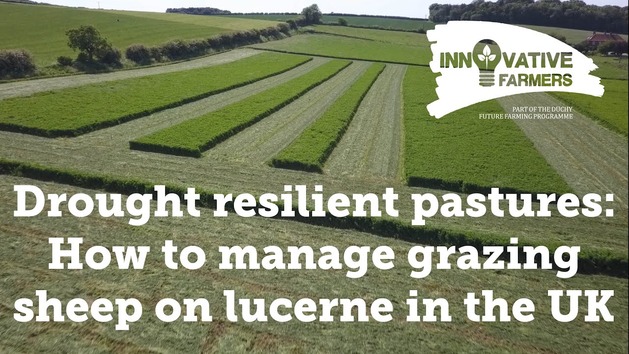 Preparing your pasture for a drier climate: Grazing sheep on lucerne in the UK