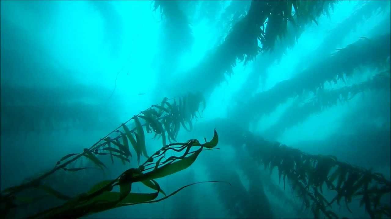 Point Loma Kelp Beds, San Diego, SCUBA Diving 60 Feet Deep