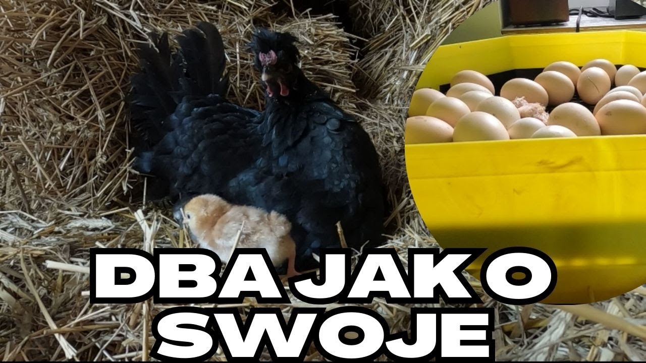 Kura przyjęła pisklaki z inkubatora