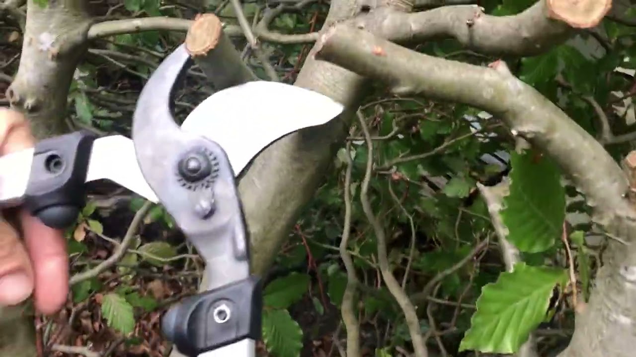 Felco Astschere 211-60 im Ersten Test, Felco 8 Gartenschere