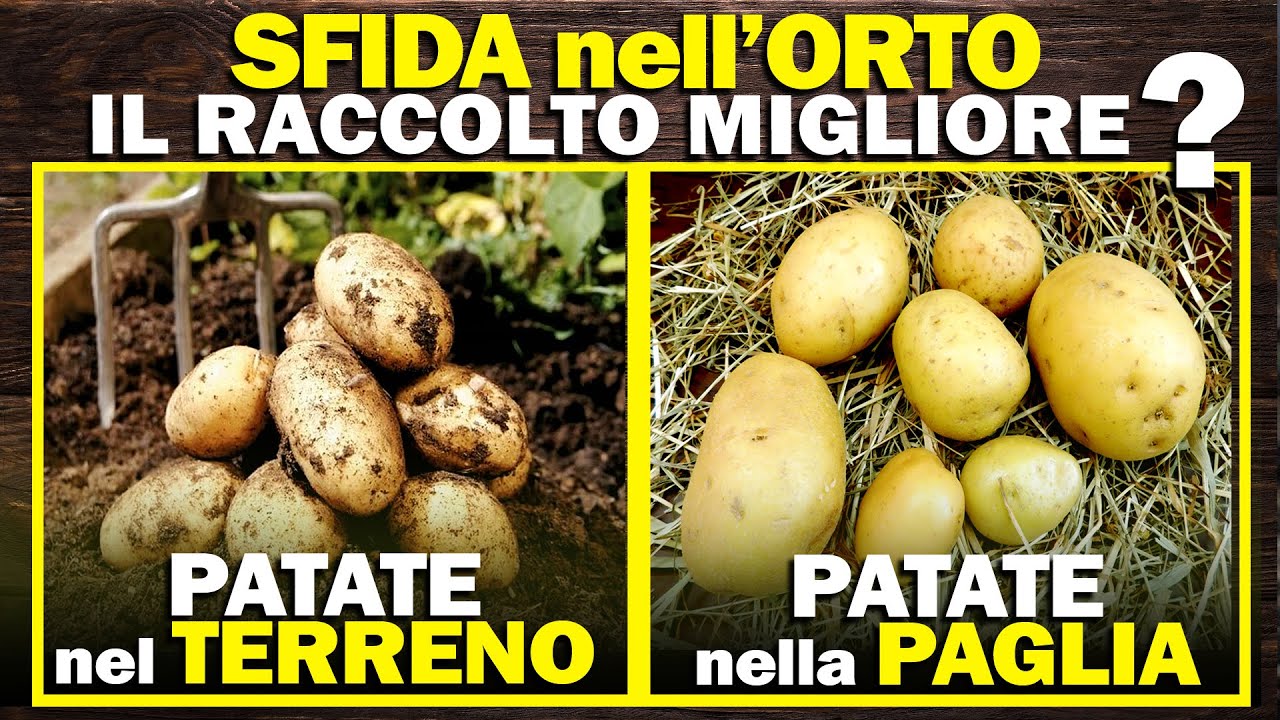 SFIDA nell'ORTO | Coltivare PATATE nel TERRENO o nella PAGLIA? Chi darà il RACCOLTO MIGLIORE?