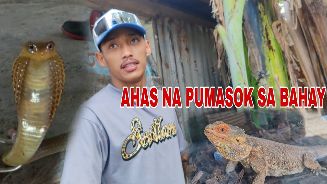 AHAS NA PUMASOK SA BAHAY #KABYAW #cobraprince #tolcobra #cristurks #snake 