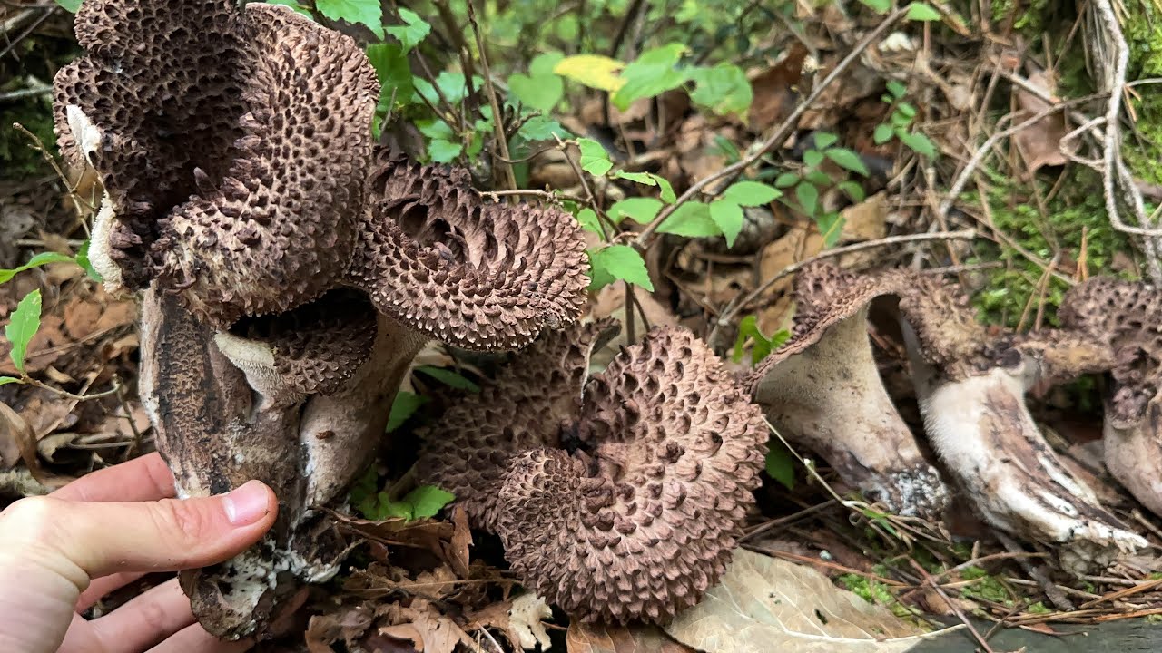 きのこ狩り　初物コウタケを天ぷらに　ショウゲンジやマツタケ入れたすき焼きも堪能