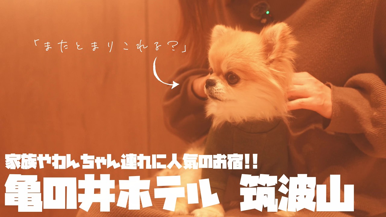 【犬宿】人気のお宿『亀の井ホテル 筑波山』さんのルームツアー♪【犬旅】