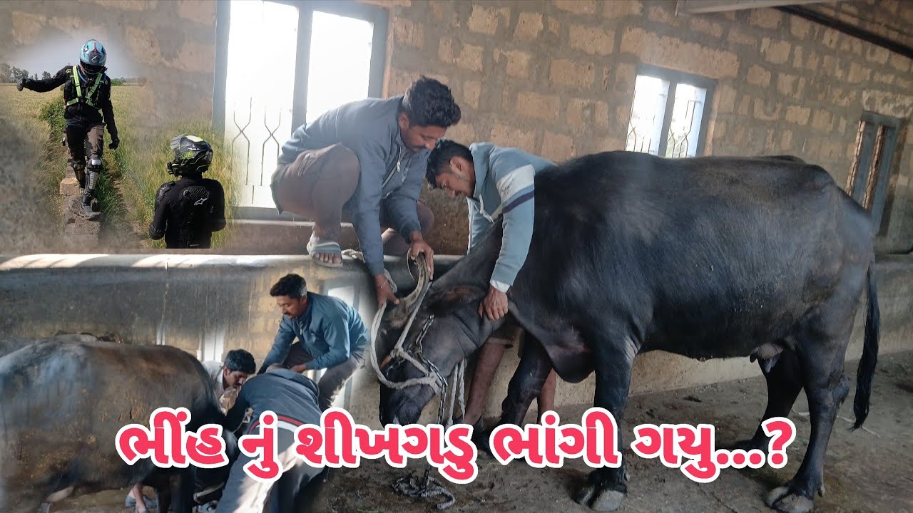 અરે બાપ રે ! ભીંહ નું શીગળુ સલવાઇ ગયુ...😱