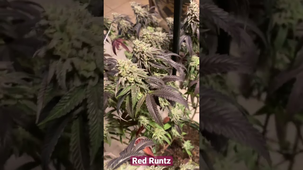 Harvest Day, Red Runtz Exotic Genetix
