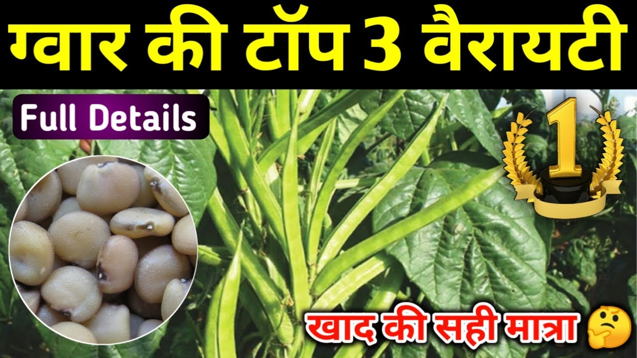 ग्वार की टॉप 3 वैरायटी No.1 Variety of Guar ग्वार की उन्नत किस्में gwar,gvar,guvar, Guar Seeds #Guar