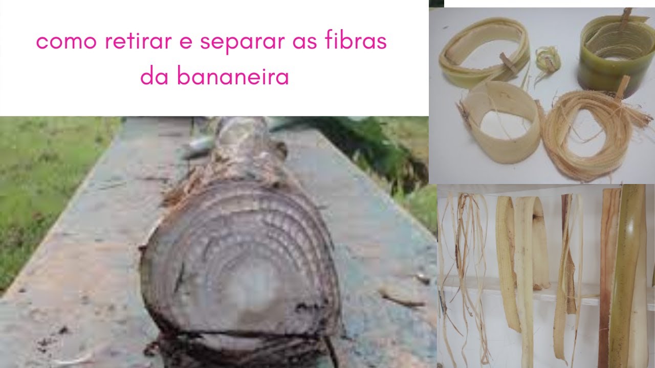 Como retirar e separar as fibras da bananeira para o artesanato