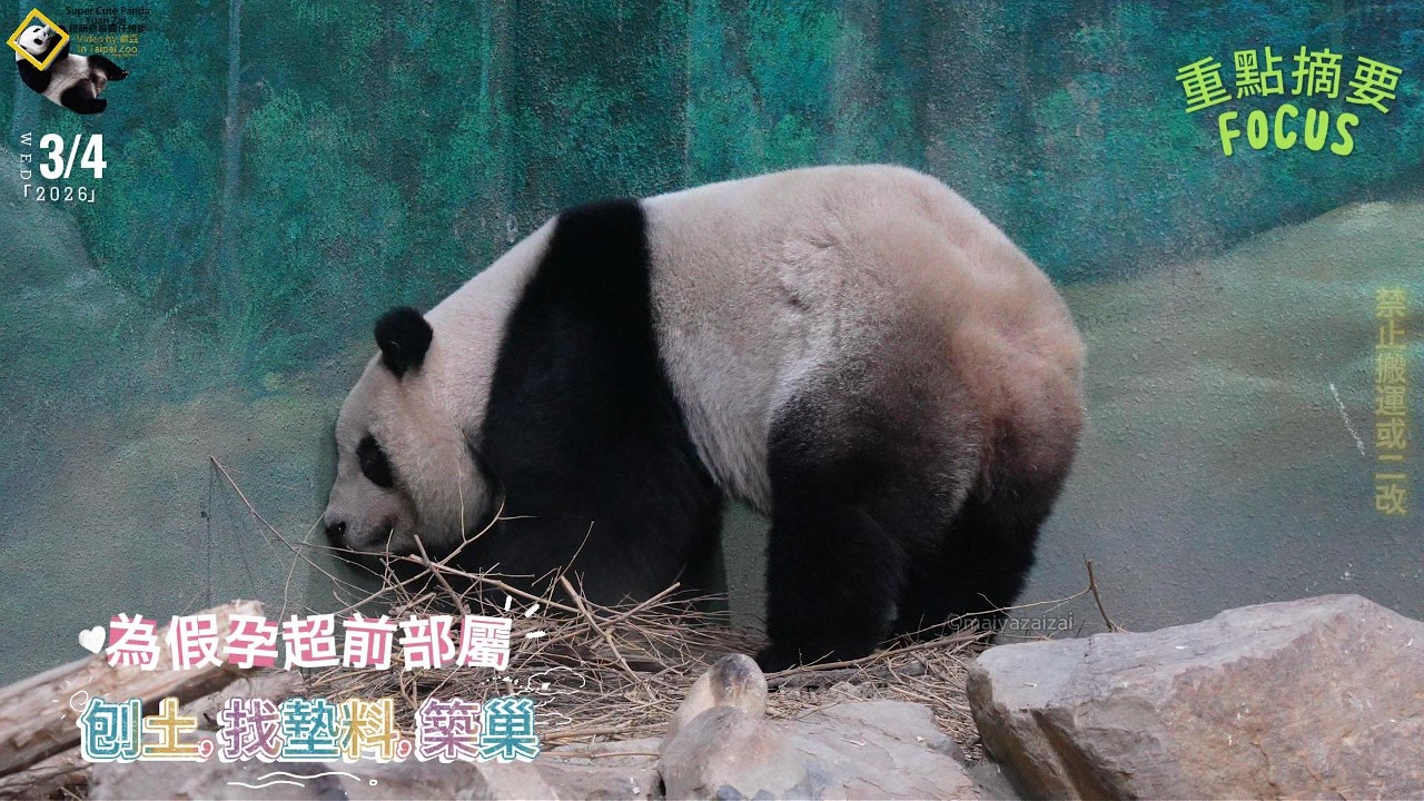 20260304 圓仔為假孕超前部屬，提前預演刨土找墊料築巢SOP The Giant Panda Yuan Zai