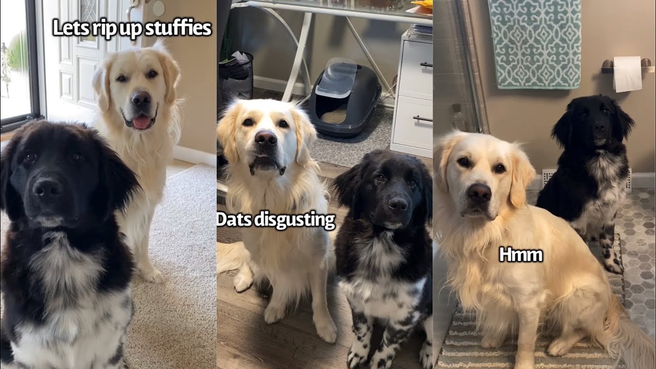 Dogs Plotting Ways To Get The Catto In Trouble