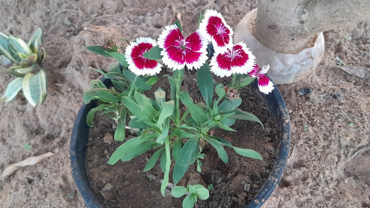 Como ficou minhas plantas depois do passei!!!!❤️❤️🥹🥹🥹