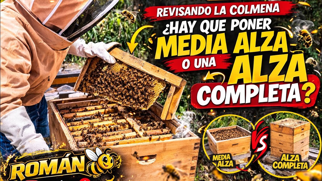 ¿Media alza o alza completa? 🐝 