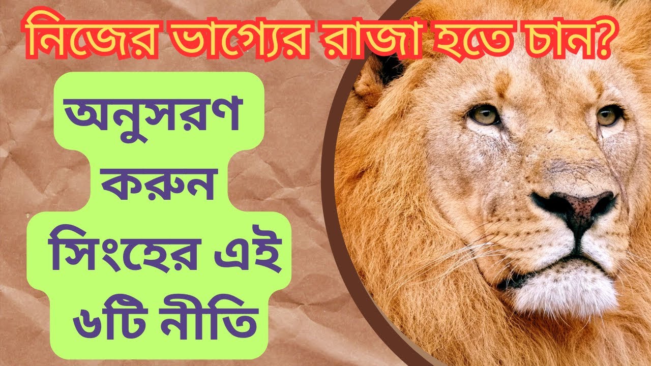 নিজের ভাগ্যের রাজা হতে চান? অনুসরণ করুন সিংহের এই ৬টি নীতি। Lion rules.