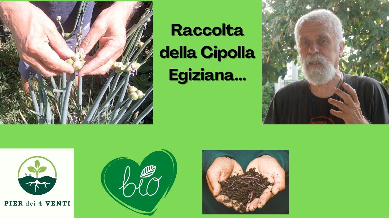 Raccolta dei Bulbilli della Cipolla Egiziana...