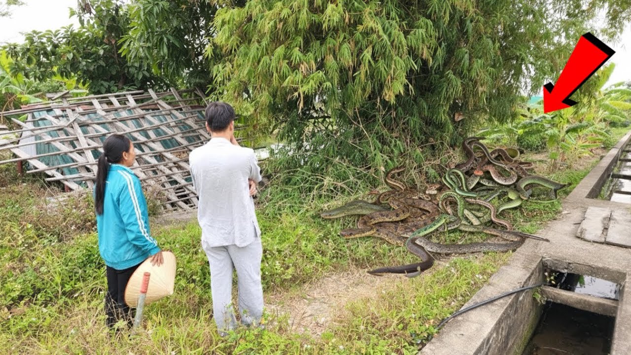 Phá Nát Ngôi Nhà Chỉ Vì Giấc Mơ Xà Tinh , Người Phụ Nữ Lâm Vào Cảnh Khốn Cùng | Giả Mã Giấc Mơ