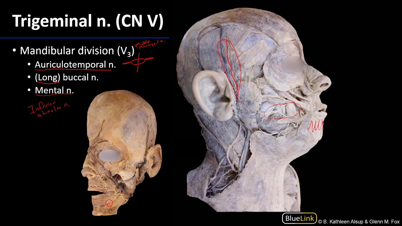 Face - Nerves
