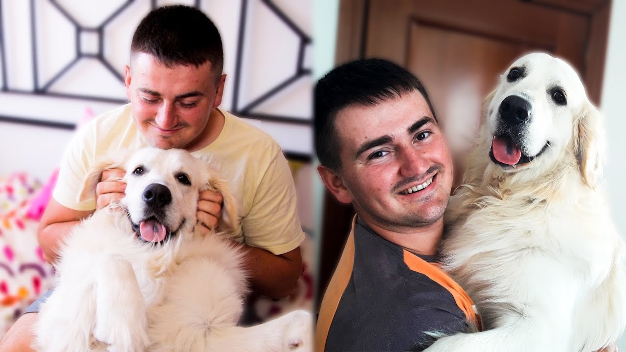 Amazing Life with a Golden Retriever - COMPILATION #1