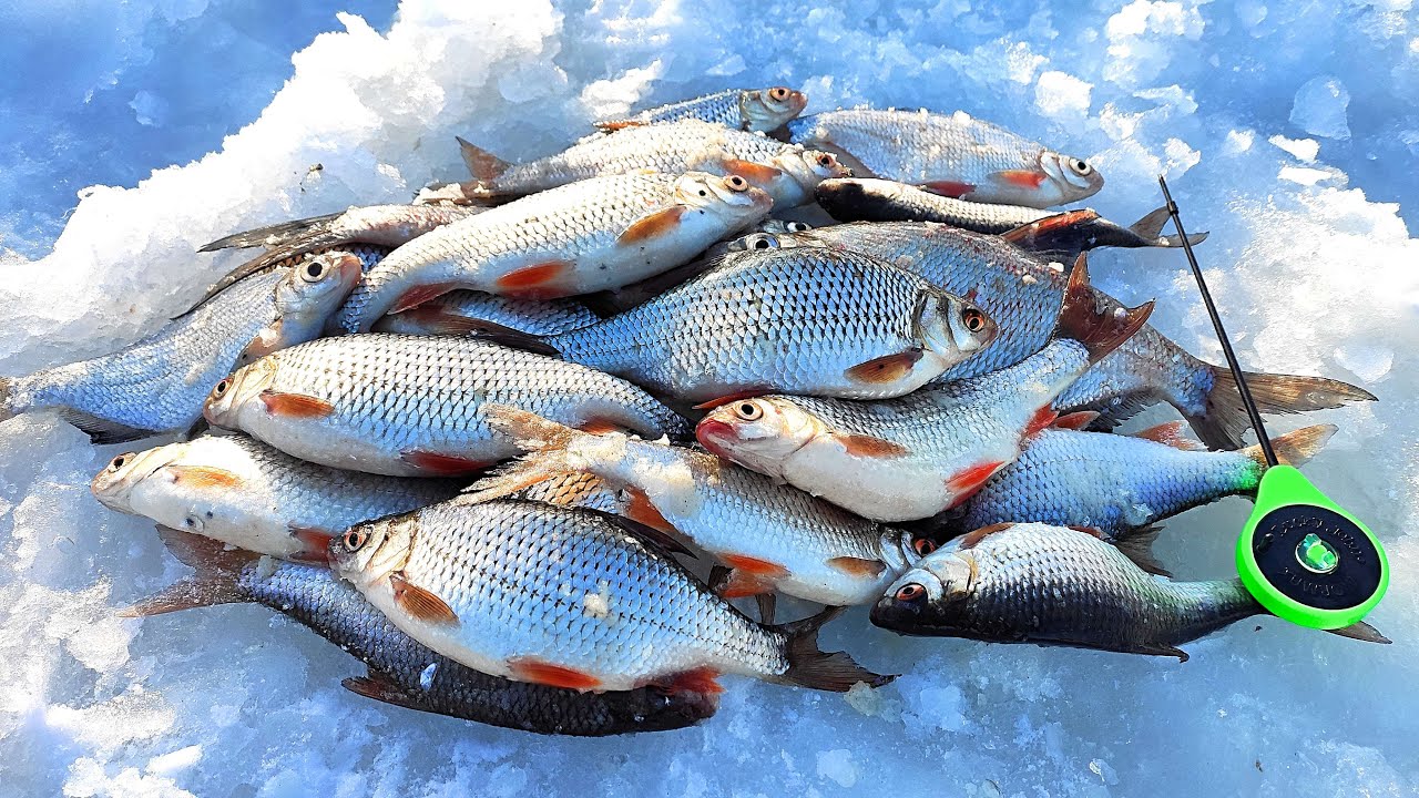 ВОТ ЭТО ПЛОТВА!  НАСЫПАЛ СУХАРЕЙ и ПОШЁЛ КЛЁВ. РЫБАЛКА на РУЗЕ в марте.