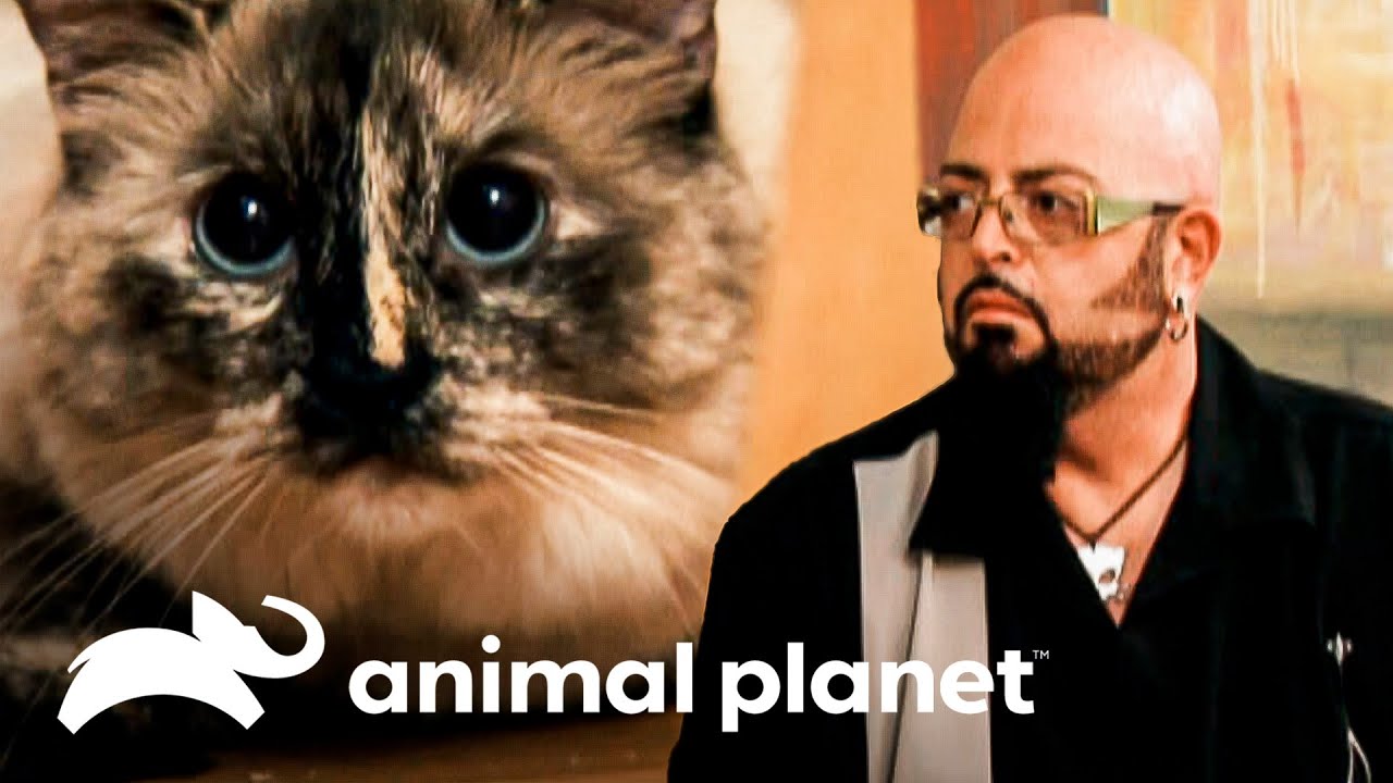 Jackson tem medo de uma gata pela primeira vez | Meu Gato Endiabrado | Animal Planet Brasil