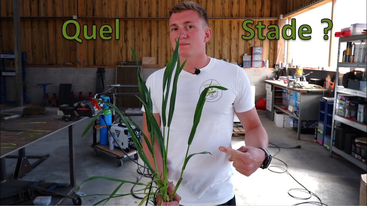 Comment identifier le Stade du Blé ? Vie à la Ferme #3