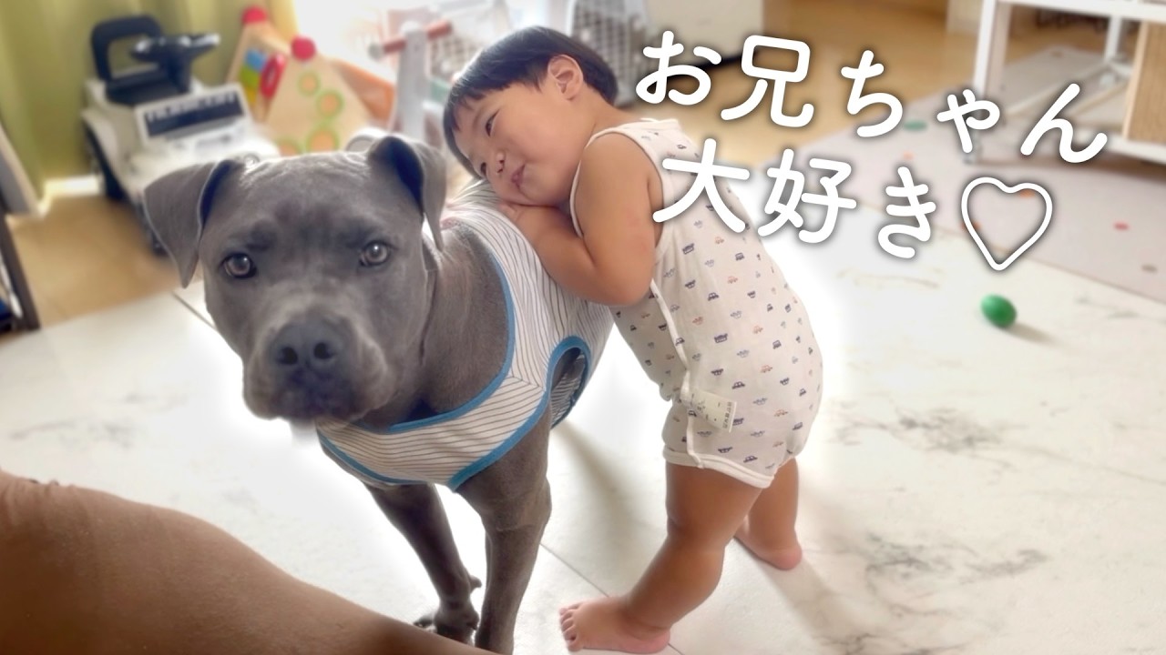 もしもお兄ちゃんが犬だったら…世界一優しいピットブルと1歳児の日常