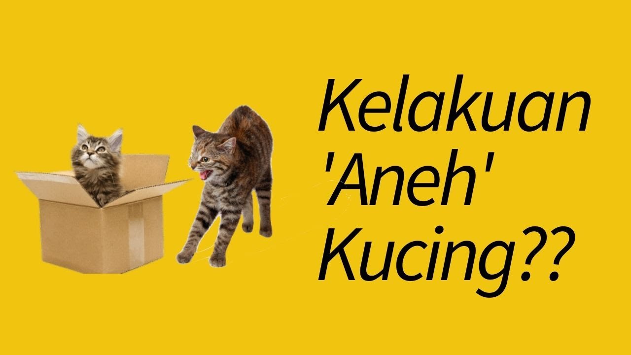 MENJAWAB 15 Tingkah Laku Kucing yang 'Aneh' dan Lucu
