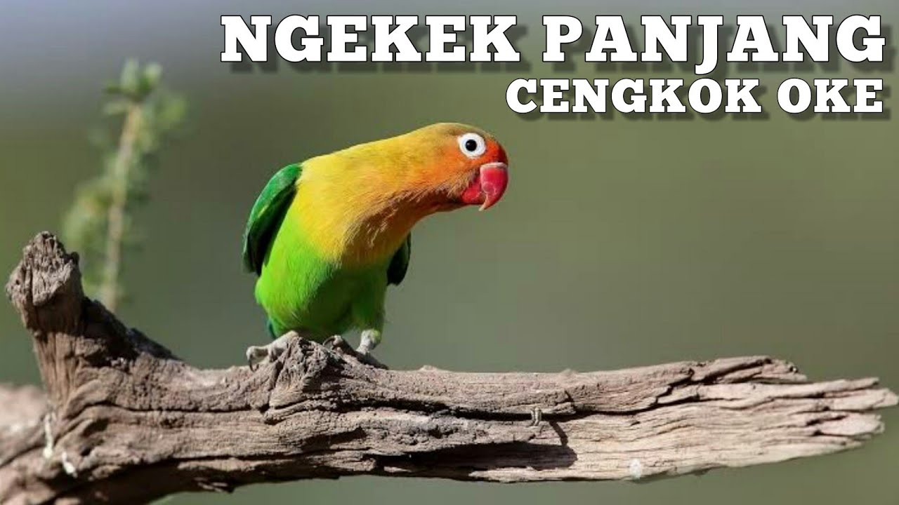 Masteran suara burung LOVEBIRD durasi panjang