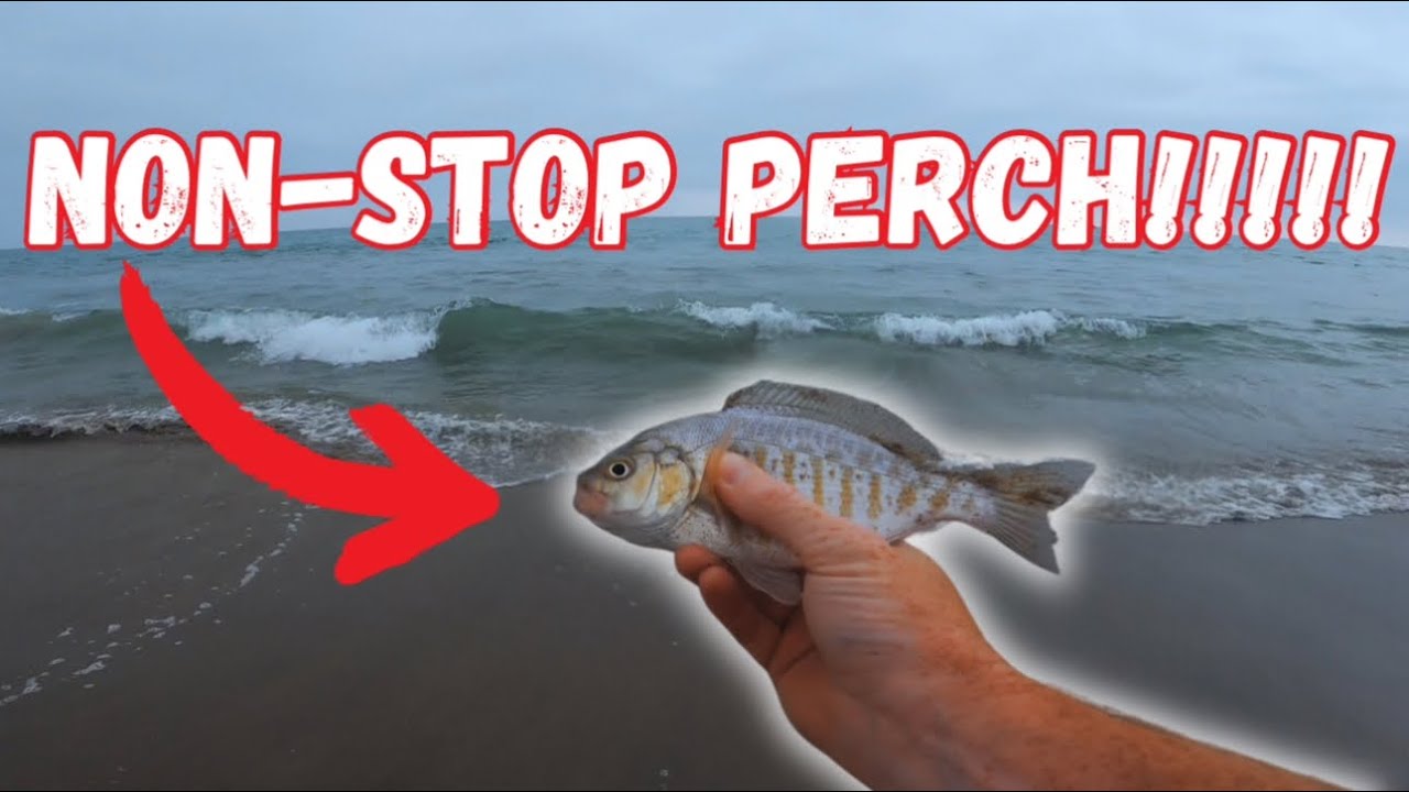 The Best Barred Surf Perch Fishing in Ventura CA