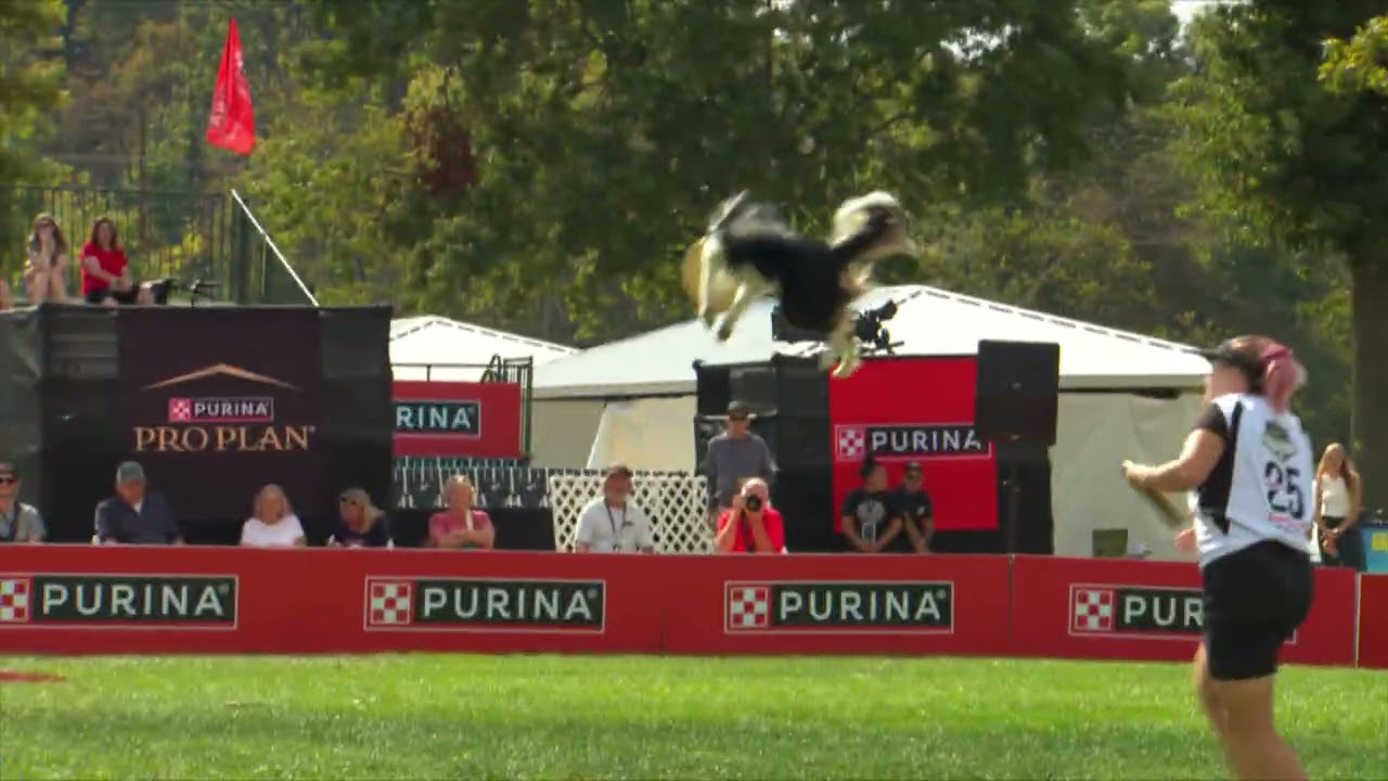 Dog Sports: Flying Disc Competition for Active Dogs