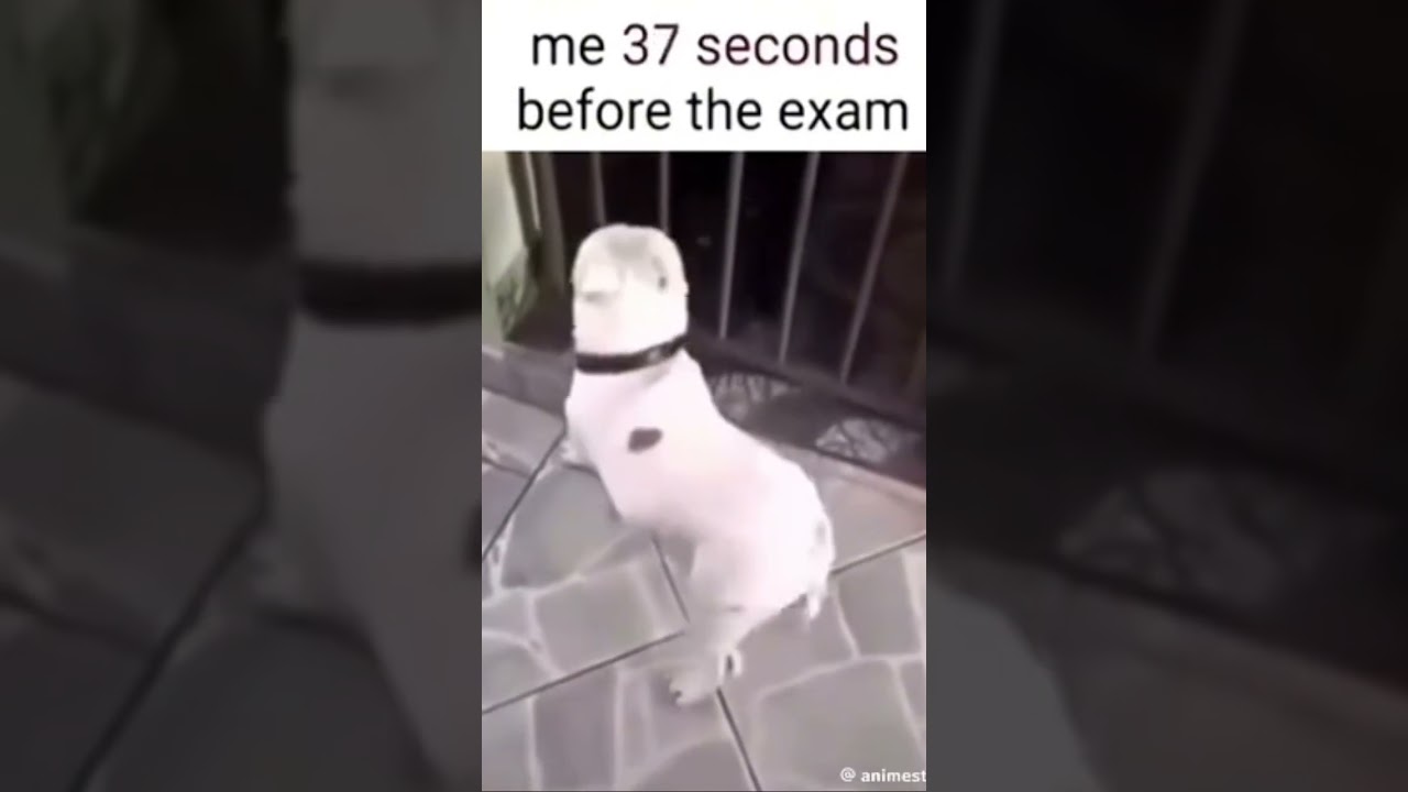 before the exam #helpmemakethismakesense #funnymemes #funny #memes