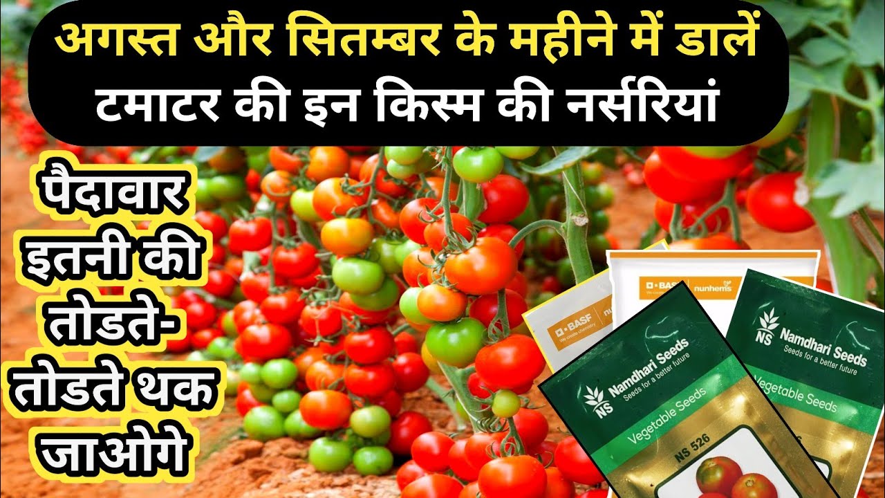सर्दी में पकने वाली टमाटर 🍅की वेस्ट वरैटियां | Tomato Top Varietes For Winter Season| Tomato Farming