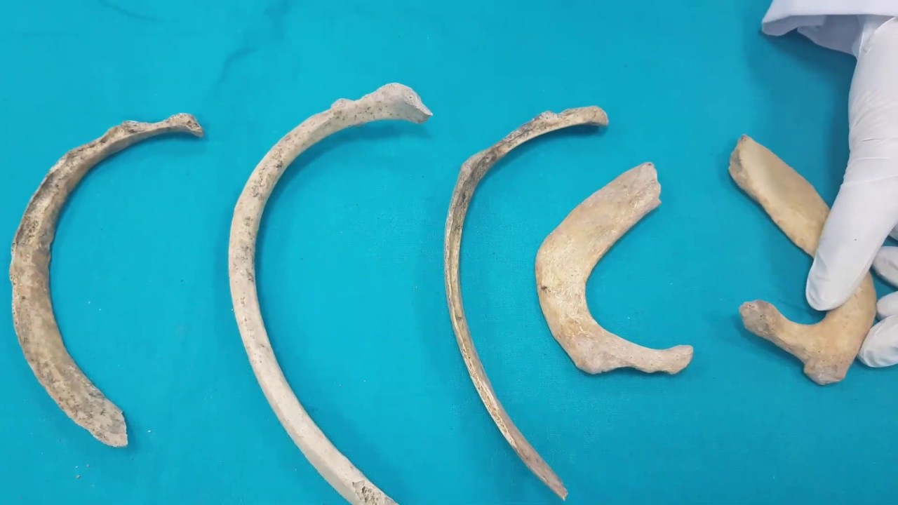 Costae Anatomisi