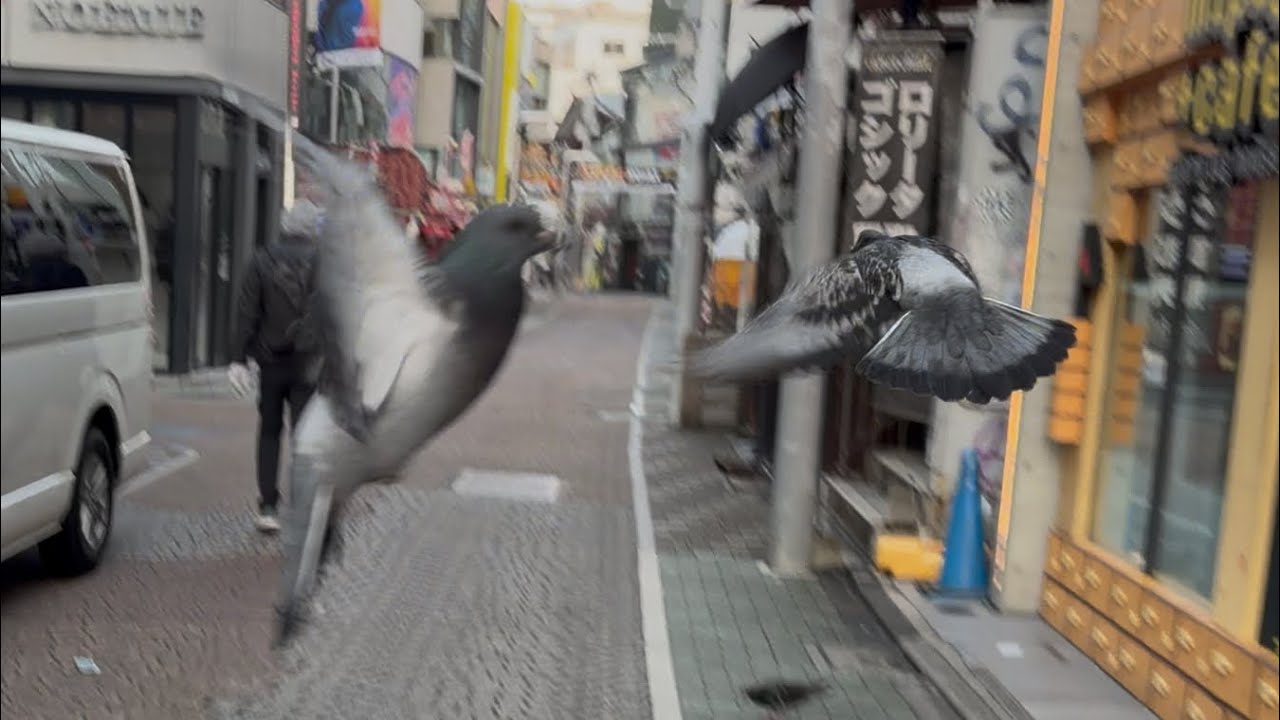 【4K高画質】【おそらく人より鳩の方が多い👀】人通りが少なめな早朝の竹下通りを歩いて約３分半で通り抜けていくだけの動画（2026.3.7.6:35）