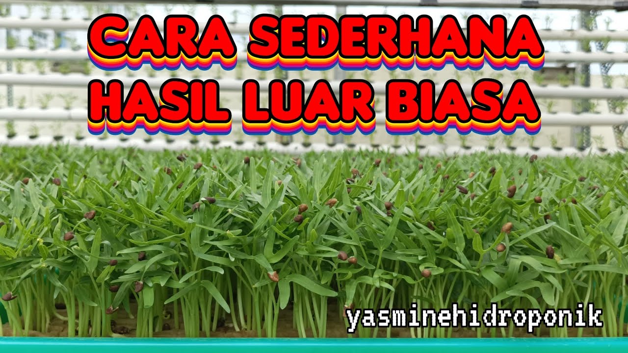 Semai kangkung anti gagal