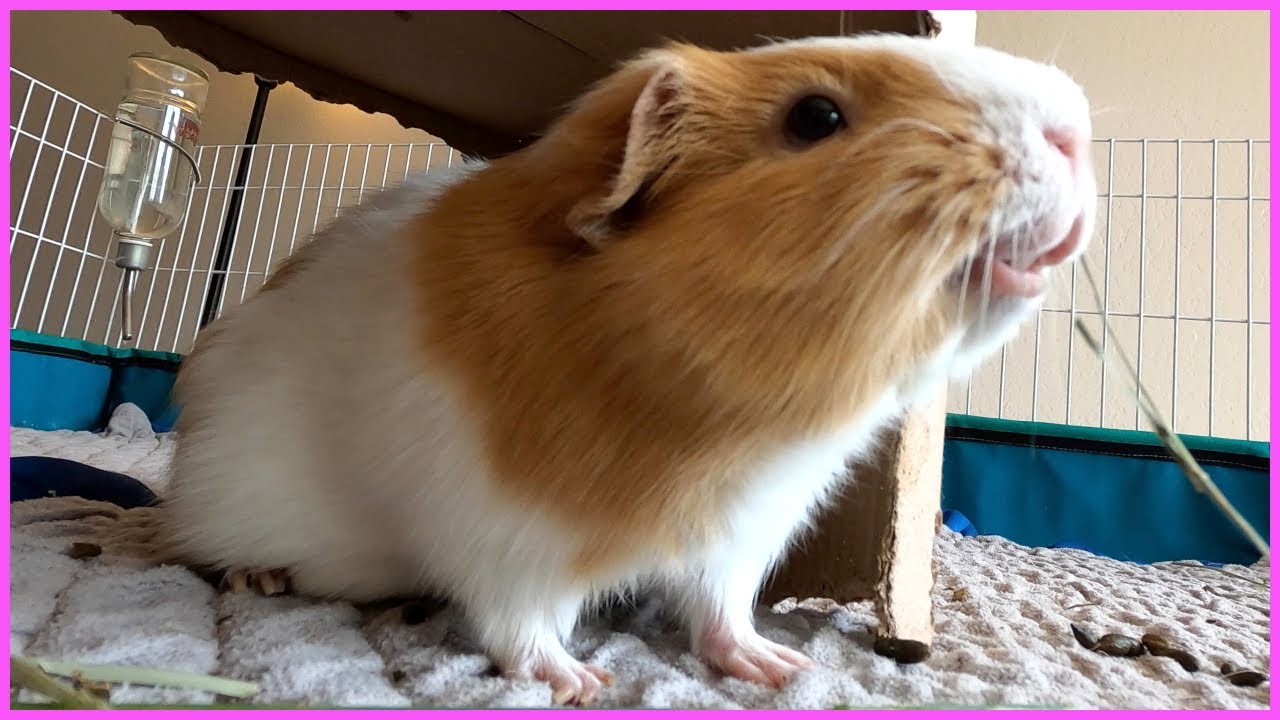Butternut's morning routine!