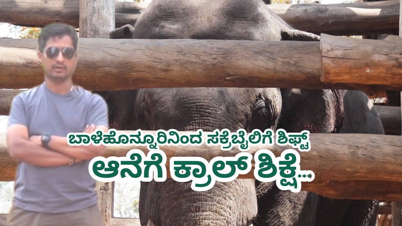 ಚಿಕ್ಕಮಗಳೂರು/ ಬಾಳೆಹೊನ್ನೂರು ಸಲಗ'  ಶಿವಮೊಗ್ಗದ ಸಕ್ರೆಬೈಲು ಪಾಲು! Balehonnuru/Elephant/Sakrebaiku Krall