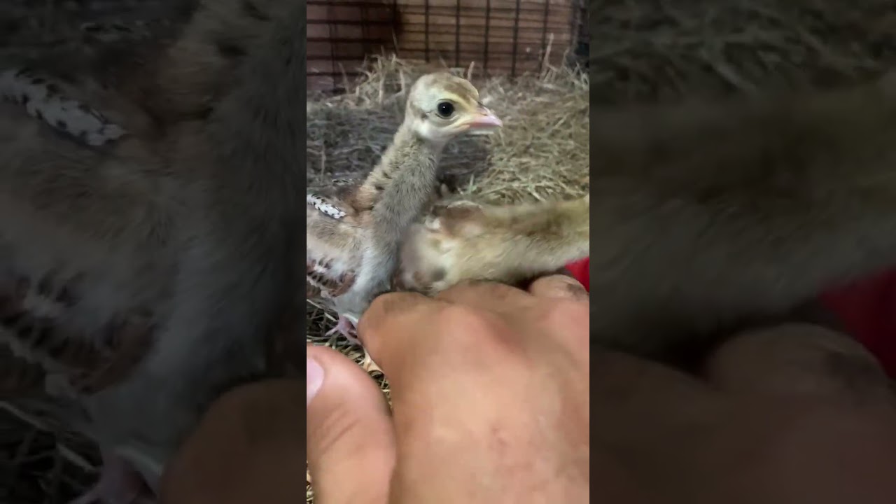 Adorable baby peacocks