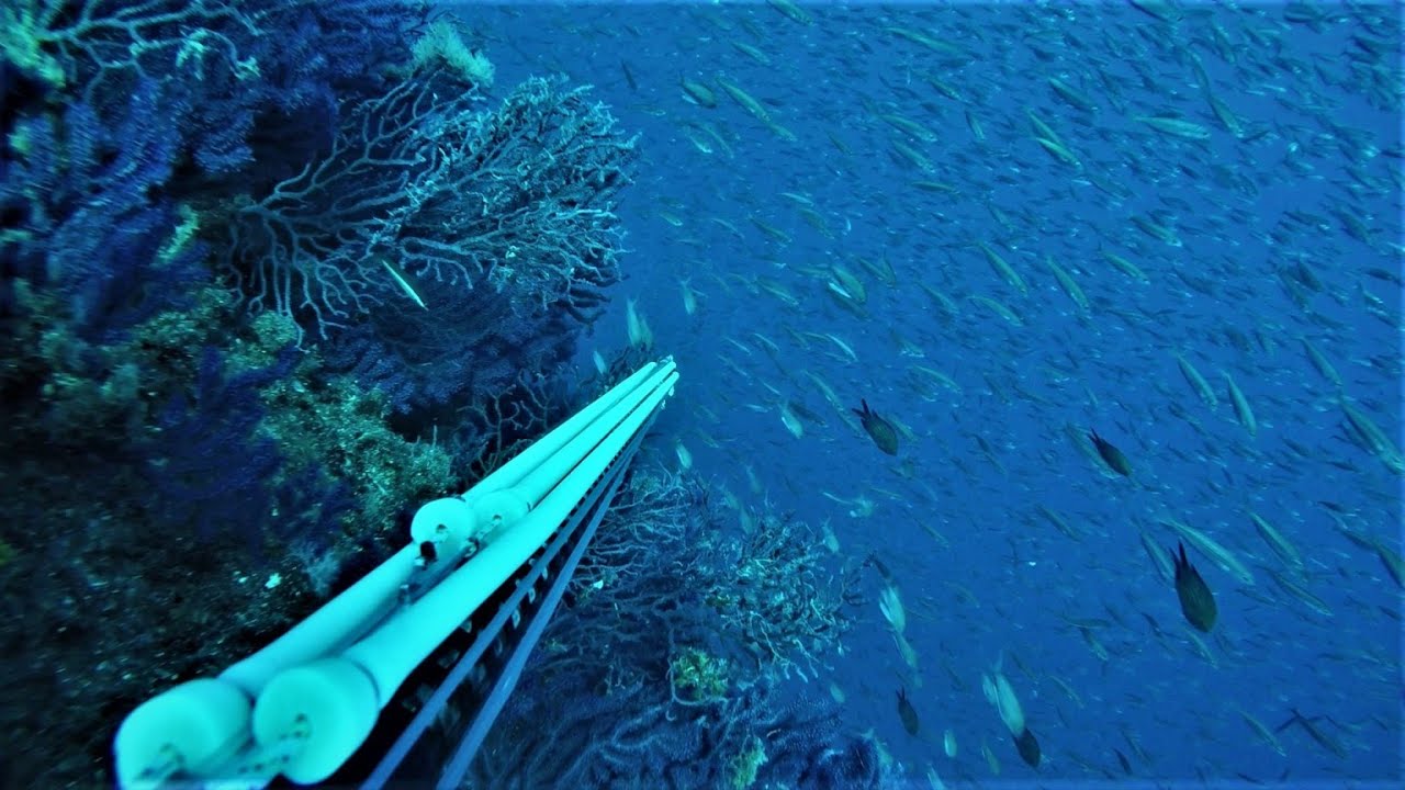 Mon plus gros loupé !!! - Chasse sous marine Méditerranée - Hors série
