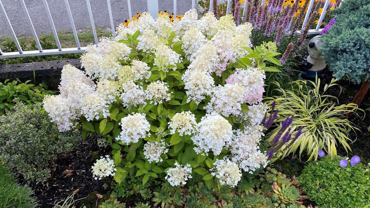 Color Changing & Babies, Hydrangea Paniculata 