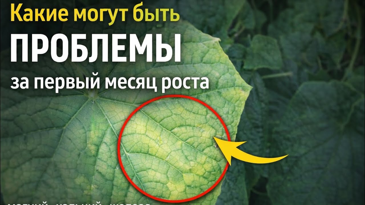 3 недели после высадки огурца — что происходит с растением и почему желтеют листья #землядел