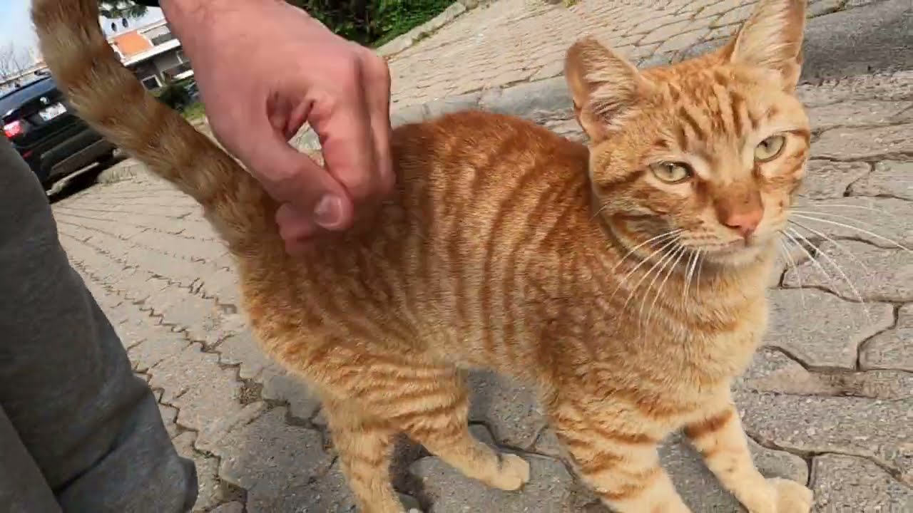 Рыжая кошка такая милая, она мурлычет даже во время еды