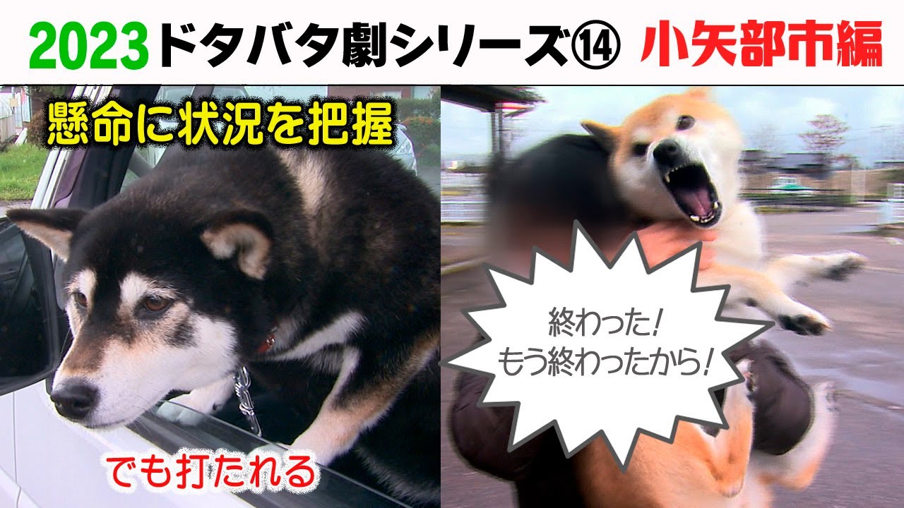 2023狂犬病予防注射会場のドタバタ劇⑭ 小矢部市編