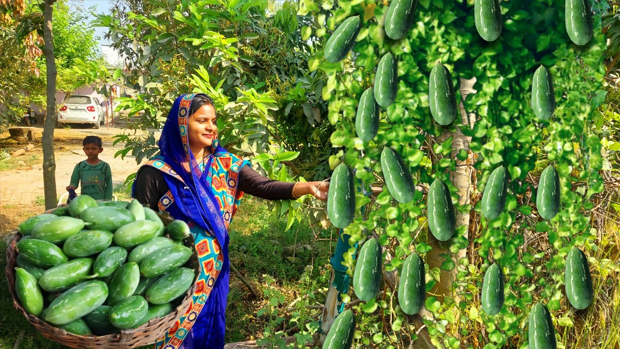 इस 🌞गर्मी में हमारा नया फसल हुआ तैयार कुनरू की ऐसी चटपटी सब्जी जिसे लोग चटकारा लगा लगा कर खाते हैं😜