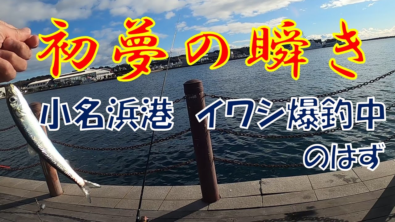 一瞬の初夢＠小名浜港で爆釣中のイワシを追って